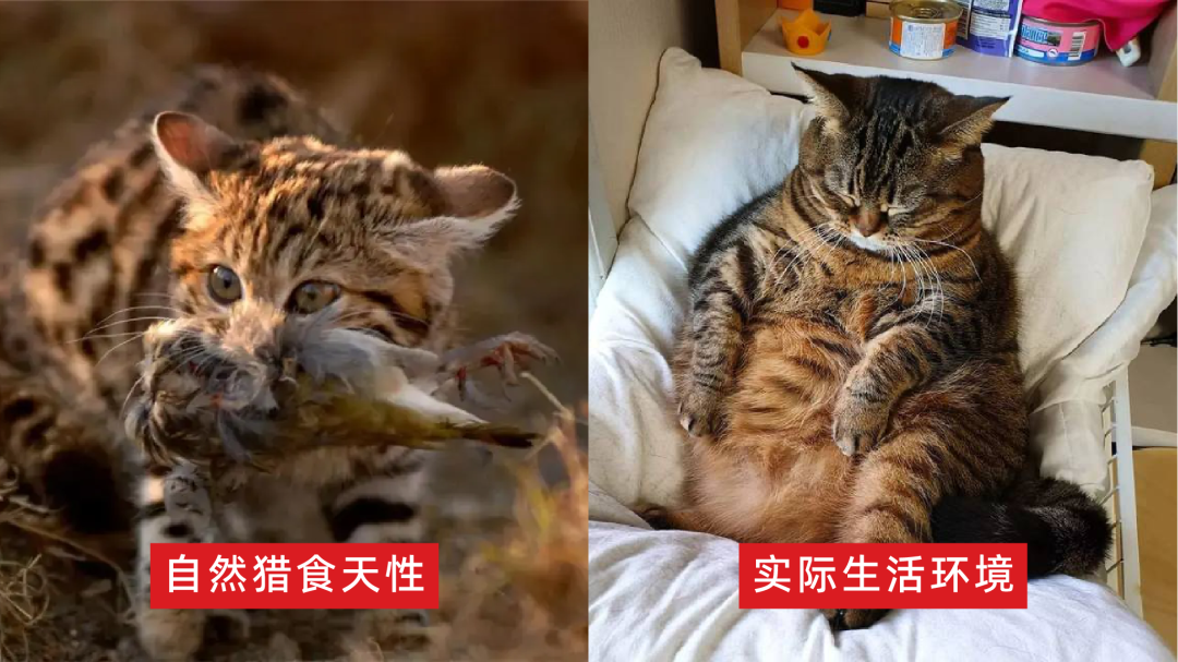 贵族宠粮案例配图 11